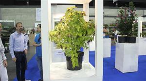 Leycesteria formosa Little Lanterns: Florall